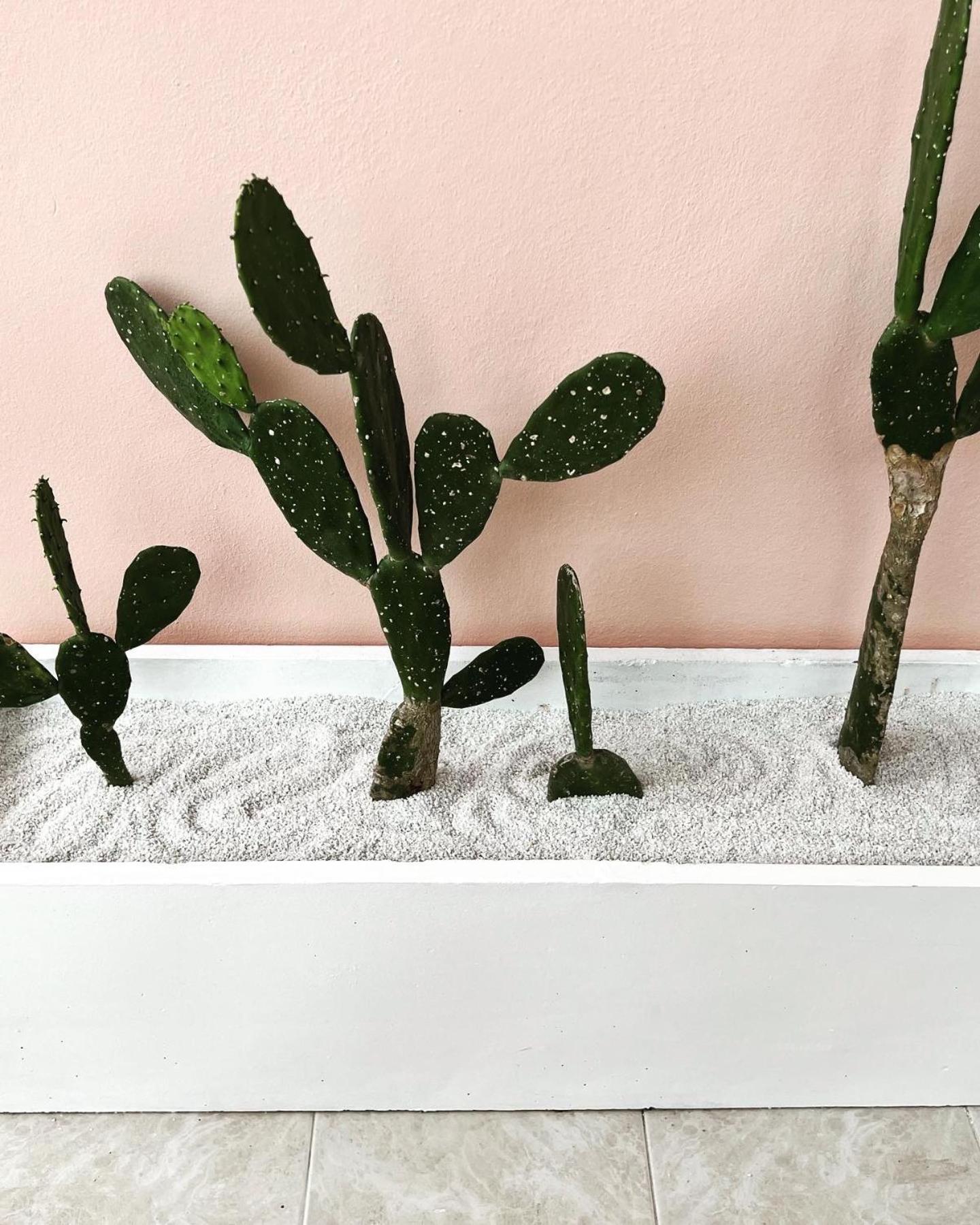苏梅岛Casa Cactus公寓 外观 照片